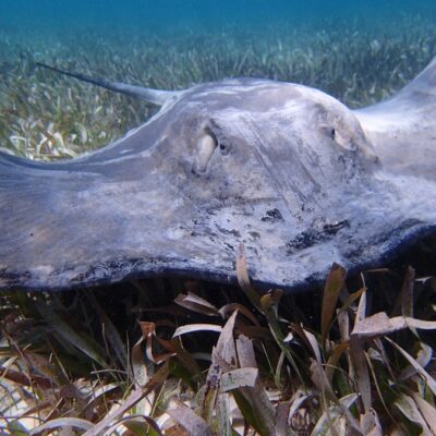 Caye Caulker Belize Snorkeling