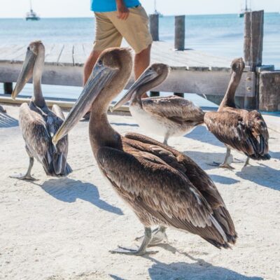 Caye Caulker Belize Fishing