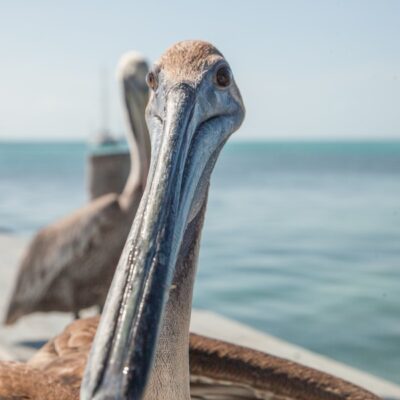 Caye Caulker Belize Fishing