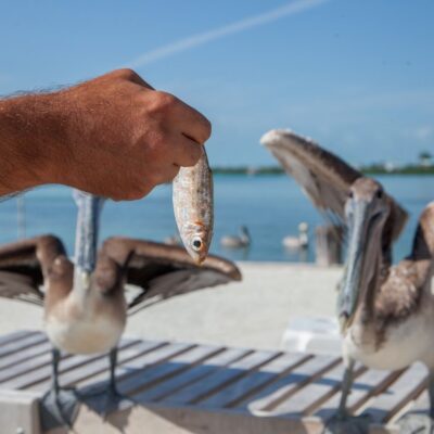 Caye Caulker Belize Fishing