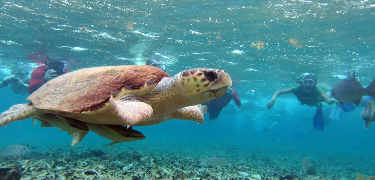 Caye Caulker Belize Snorkeling Tours Iguana Reef Inn